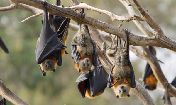 携带多种致命病毒，蝙蝠为何能活的很好？